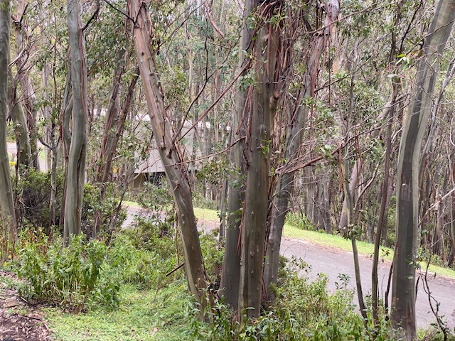 Cascade Apartment 4 — Mt Baw Baw